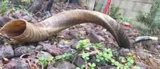 Amazing Kudu Yemenite SHOFAR Horn Kosher Full Natural From Israel 30-32" Judaica