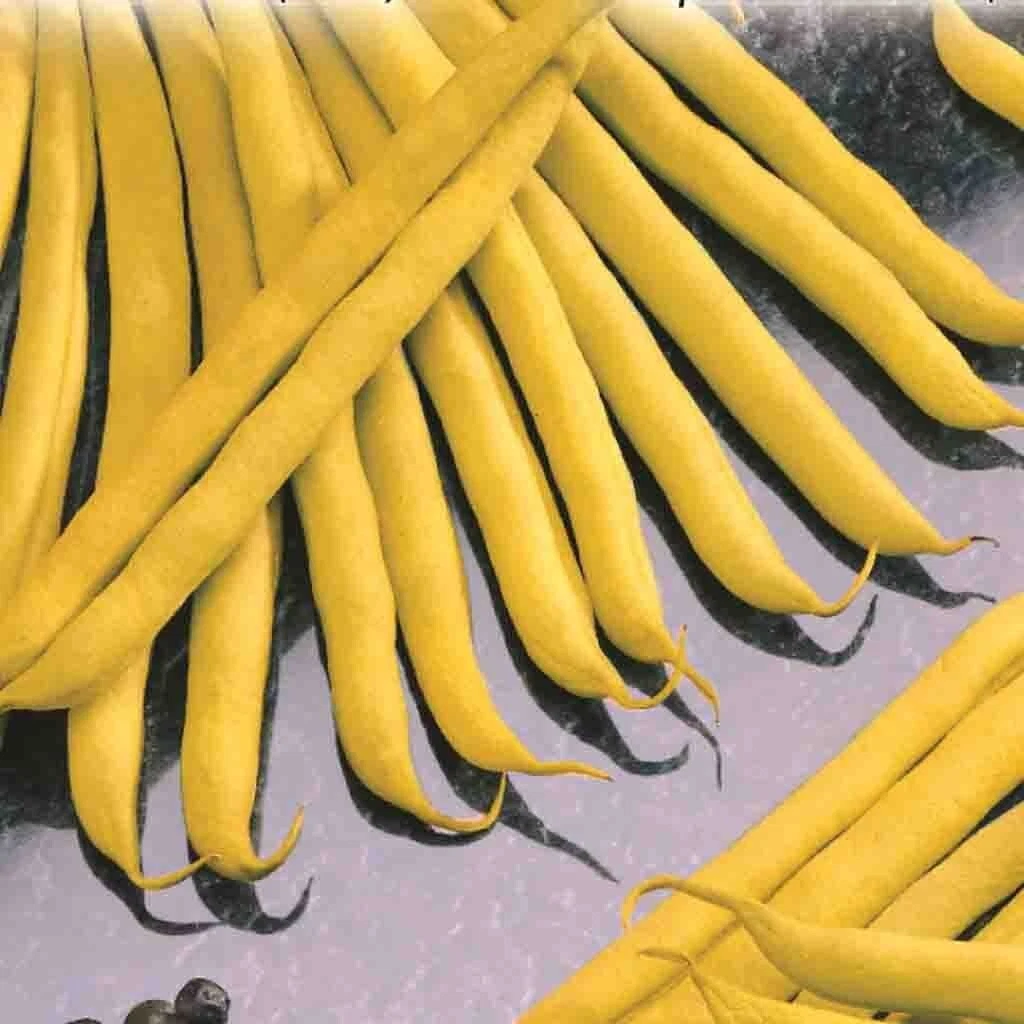 Bean Seeds for sale | eBay