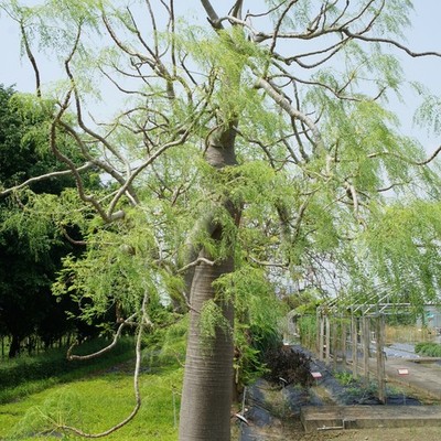 Madagascar Ghost Tree (Moringa drouhardii)  - 3 seeds