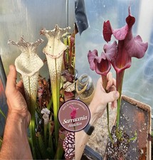 61) Sarracenia seeds 2025-2026 / carnivorous plants rare