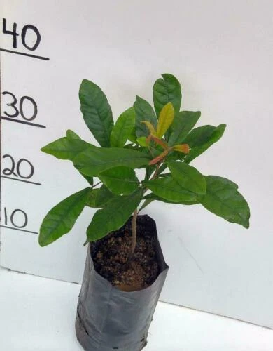 Chalk Full Sun Cold Evergreen Medium Watering Plants & Seedlings