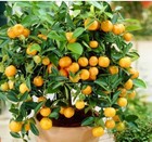 2x Citrus Tree Seedlings Live Potted Fruit Trees w, live trees — photo 2
