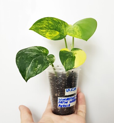 Scindapsus Jade Satin Yellow Scindapsus Exotica Golden Mint