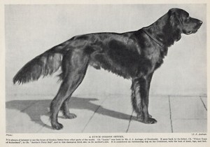 Gordon Setter "Dutch" - 1934 Vintage Dog Art "Photo" Print - CUSTOM MATTED