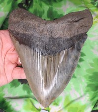 Megalodon Sharks Tooth 6 1/4