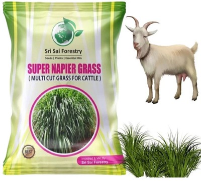Super Napier Grass Seebs for Goat (250 g) Cattle Fodder-- FREE SHIPPING