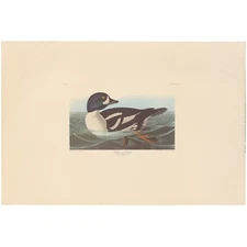 Audubon Amsterdam Ed Double Elephant lithograph Pl 403 403 Golden-eye Duck