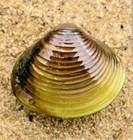 20x Live Freshwater Clams (Random sizes) Aquariums , Koi Ponds , Tank Mates