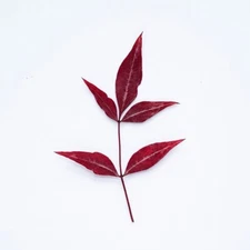 M&T 12PCS Real Pressed Dry red leaves, floral supply for art candle FSS35