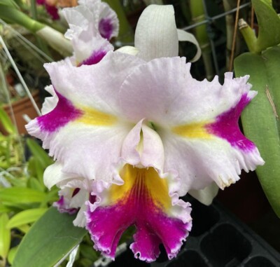 C. Mari's Song x C. Platinum Sun 'Pachara Fancy' Live Orchid Plant