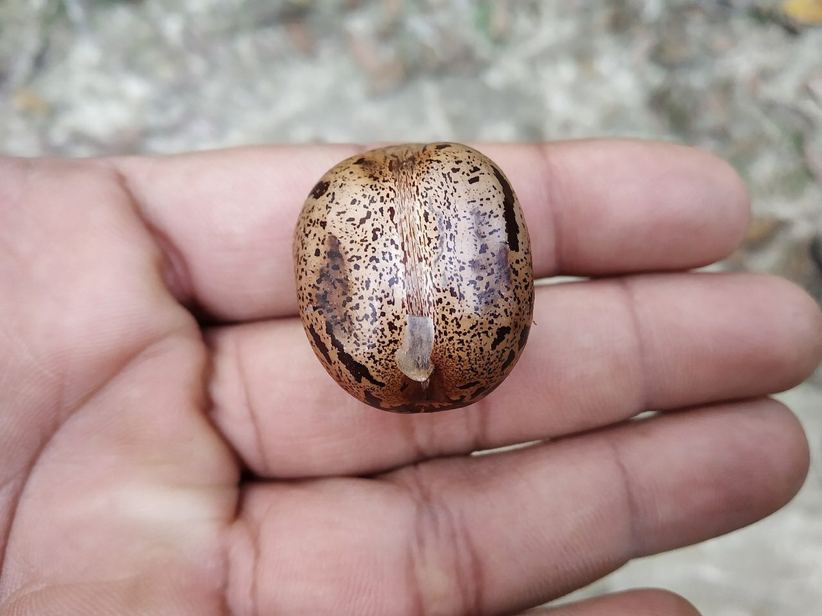 Rubber Tree Seeds, Hevea Brasiliensis, Para Rubber, Dahomey Rubber Free  Shipping | eBay