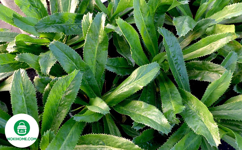 Langer Koriander 2500++ Samen Recao Culantro Eryngium Foetidum Nokihome-Ngo Gai