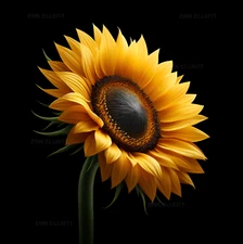 8x8 Photo Art Print - Single Yellow Flower Artwork Pretty Picture / Signed