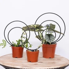 Hoya Trellis Set of 3 Round Climbing Plant Supports - Small, Medium, Large - Stu