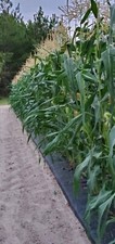 1/2 Pound 800 Seed Silver King Non GMO Hybrid White Sweet Corn Seeds