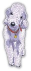 Bedlington Terrier Breed Dog Car Bumper Sticker Decal