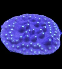 Live Coral Turbinaria LA Laker 3/4”+