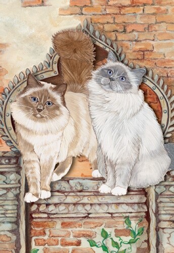 Birman Cat Blank Note Card - Picture 1 of 1