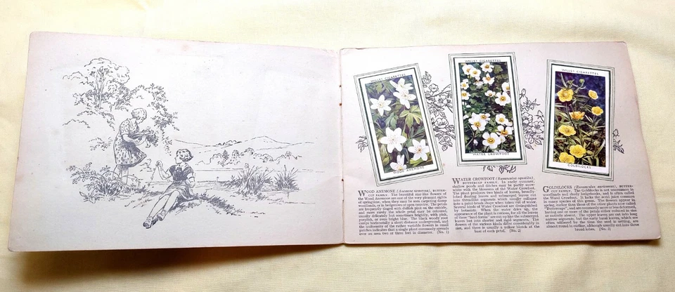 Wills Cigarette Cards, Wild Flowers 2nd series, Full Set glued in Album - Image 2 of 4