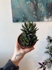 Triple Haworthia Fasciata Zebra Plant
