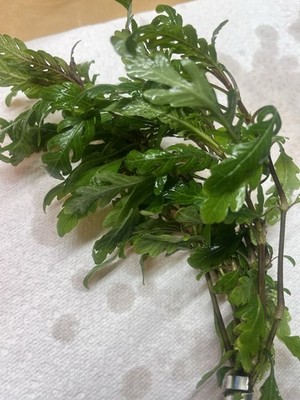 BUY 2 GET 1 FREE!!! Hygrophila Pinnatifida Live Plants For Fish Tanks