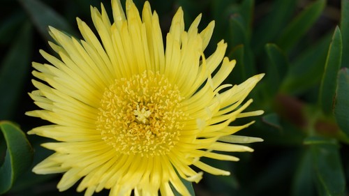10pz Carpobrotus edulis rosa e gialli 30cm PIANTE CON RADICE - Fico Ottentotti - Foto 3 di 5