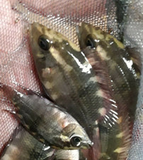 CHOCOLATE CICHLID 1.5 to 2" UNSEXED   Hypselecara temporalis  