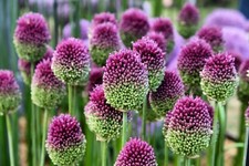 10 Allium Drumsticks Bulbs Autumn Planting Garden Perennial Hardy Purple