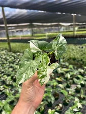 Syngonium Albo Plant  Rare Variegated Arrowhead Leaf | Live Tropical In 4" Pot