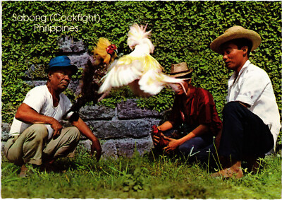 PC PHILIPPINES, SABONG, COCKFIGHT, Modern Postcard (b47985)