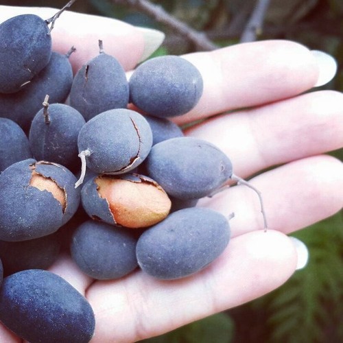 Velvet Tamarind 30+ Seedss (Dialium indum) For Planting - Picture 4 of 6
