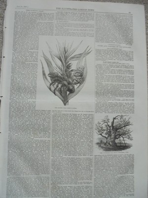 Birgus Latro die Räuberkrabbe Kokosnusskrabbe 1857 Druck und Artikel Ref AC