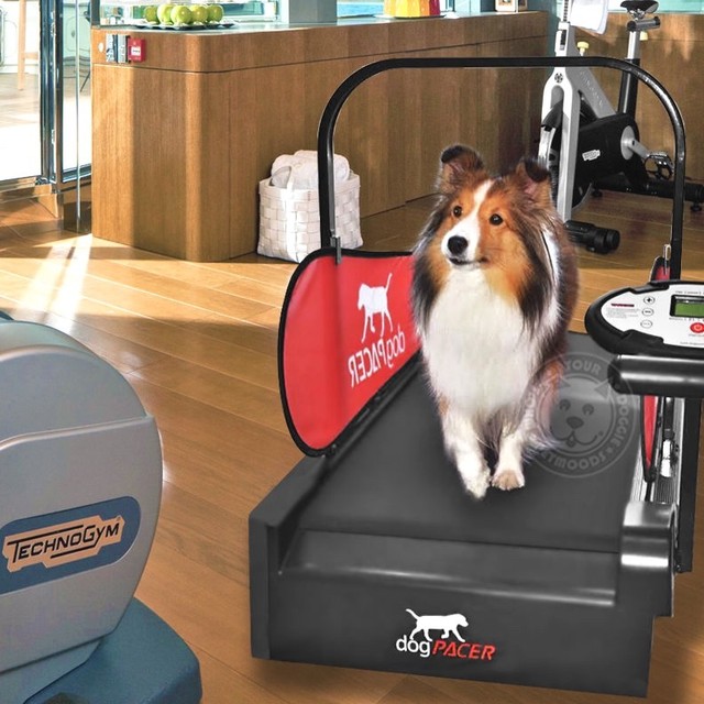 dogPACER Dog Mini Treadmill Minipacer Folds Portable Small Med Dogs 1
