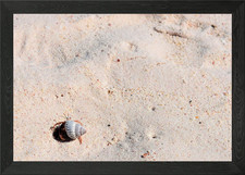 Hermit Crab Framed Wall Art Poster Canvas Print Picture