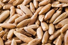 Rye Berries 4 Pounds High in Fiber and Iron - 4 Pound Bag of Rye Berries - M