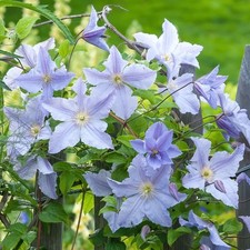 Clematis Blue Angel Hardy Deciduous Climbing Outdoor Garden Shrub in