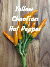 RARE✿ Back in Stock! Heirloom Yellow Chaotian Hot Pepper 15 Seeds ●Strong Yields