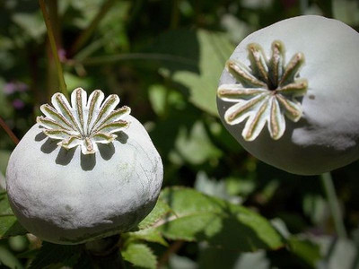senf saatgut kaufen NutriMed BIO Senf Microgreens mit mehr Zink