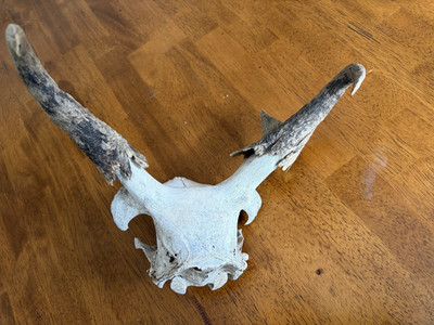 Vintage Pronghorn Antelope Antler Horn Rack with Skull Plate (From Wyoming)
