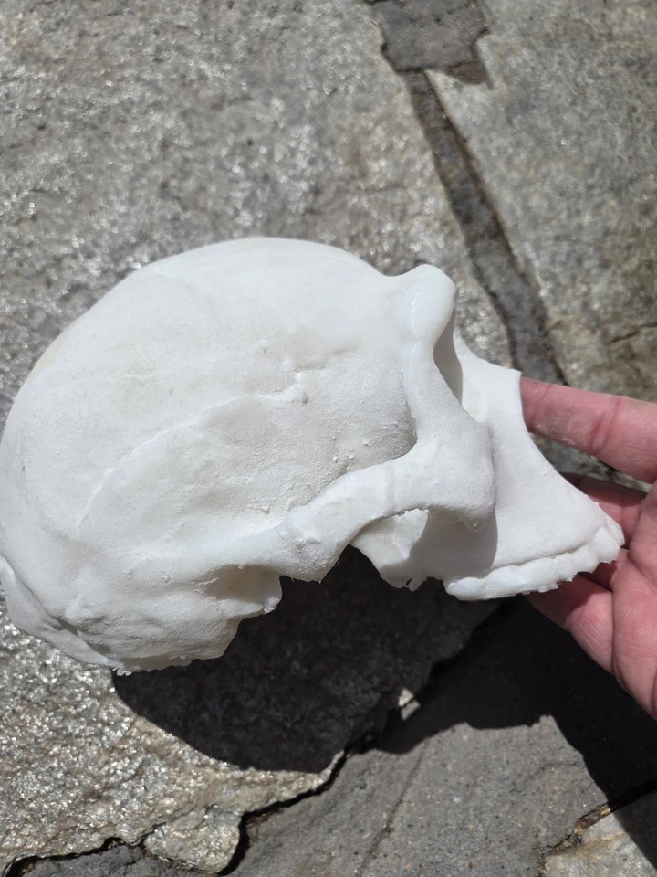 Homo Erectus Skull High Precision Replica  - Image 4 of 4