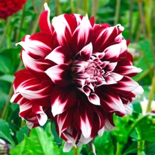 Dahlia DUET 1 Live Flower Plant Bulb Tuber RED WHITE LARGE