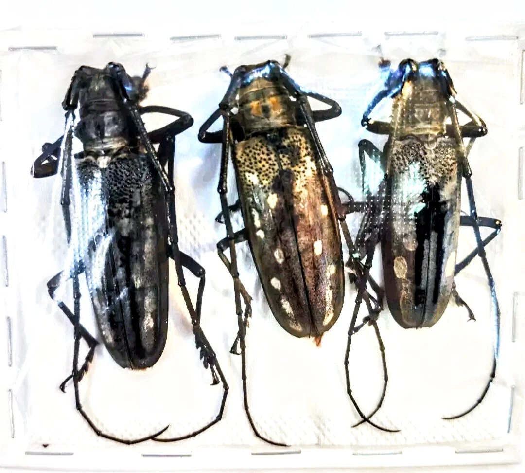 Batocera for sale | eBay