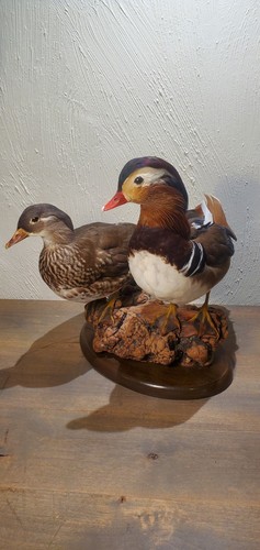 Beautiful Mandarin Duck Pair Full Body Mount Taxidermy On Driftwood Gorgeus Art