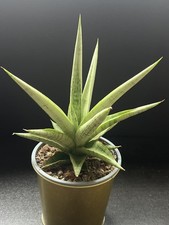 Sansevieria Laela hybrid with pup