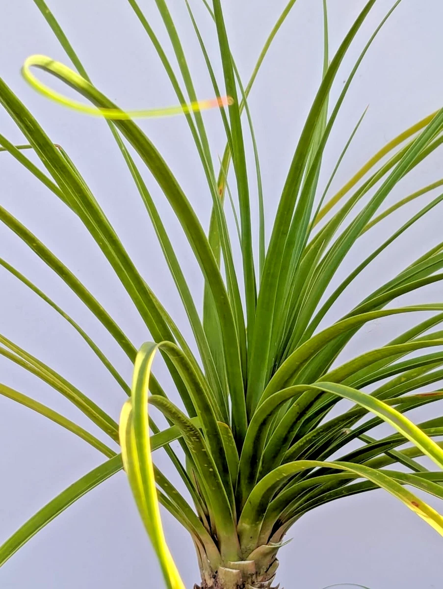 shallow succulent planter D'vine Dev