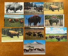 10) VINTAGE  BUFFALO/BISON  POSTCARDS   (7- UNPOST / 3- POSTED 1942, 1970, 1977)