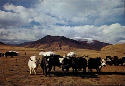 Postkarte Mongolei Post Card MONGOLIA Tiere Animals YAKS Herde Asien Asia Card