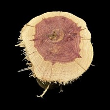 X Large Red Cedar Wood Turning Blank Cookie Live Edge Base2.5" Thick X 12" W 3