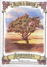 2021 TOPPS ALLEN & GINTER INSERT ARBOREAL APPECIATION ARBUTUS #AA-9