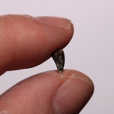 Crocodile Tooth - Dinosaur Aged Fossil Hell Creek Formation Cretaceous - Superb!